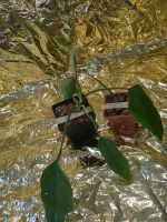 Philodendron Mayoi Pflanze Stammsteckling Hessen - Ahnatal Vorschau