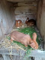 Junge Kaninchen Mecklenburg-Vorpommern - Wittendörp Vorschau