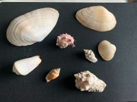 8 schöne Muscheln Deko Souvenir Mitbringsel Nordrhein-Westfalen - Würselen Vorschau