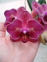 Phal. Kimono pelorisch Niedersachsen - Lindhorst Vorschau