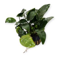 Anubias nana 6,99€* Aquarienpflanze Aquarium Pflanze pflegeleicht Saarland - Püttlingen Vorschau