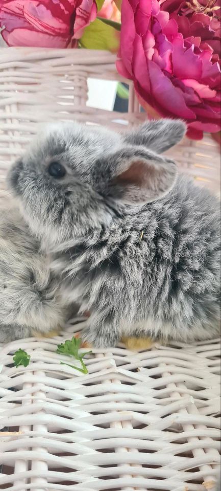 ❤️ Hasenbabys ❤️ Minilop Zwergwidder Hase Kaninchen in Haimhausen