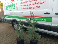 Mammutbaum Sequoiadendron giganteum 'Glaucum' verschiedene Größen Nordrhein-Westfalen - Simmerath Vorschau