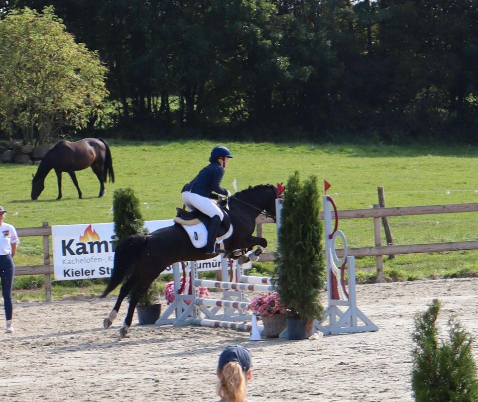 Pony Dressur Springen Freizeit Turnierpony Kinderpony in Bordesholm