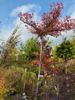 Amberbaum Liquidambar styraciflua Hst Dachform Nordrhein-Westfalen - Simmerath Vorschau