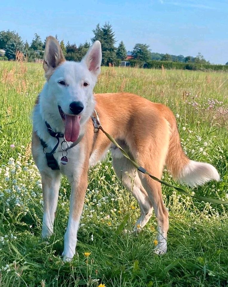 THOR Border Collie Husky Mischling Tierschutz Hund Rüde in Salzwedel