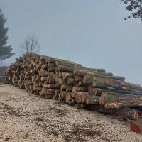 Buche Brennholz Baden-Württemberg - Langenau Vorschau