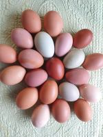 Eier von unseren glücklichen Hühner    Niedersachsen - Bockhorn Vorschau