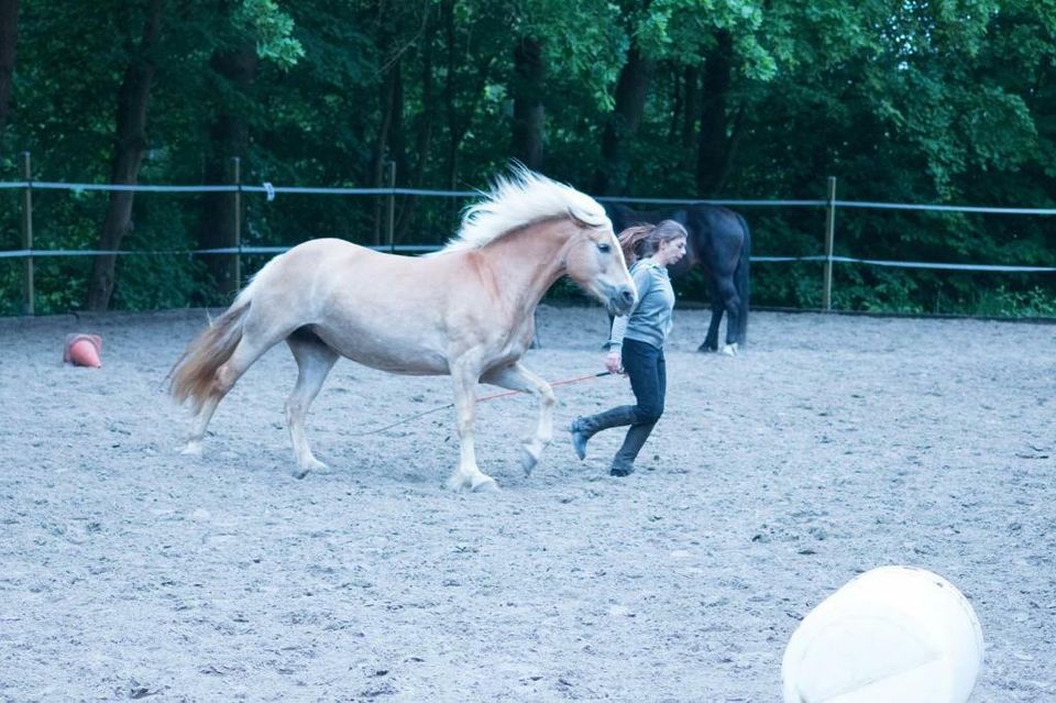 Reitunterricht Natural Horsemanship in Wetzlar