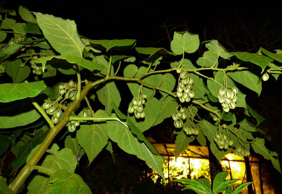 Tamarillo Hardy ( Solanum corymbiflora ) kräftige Pflanze in Obersulm