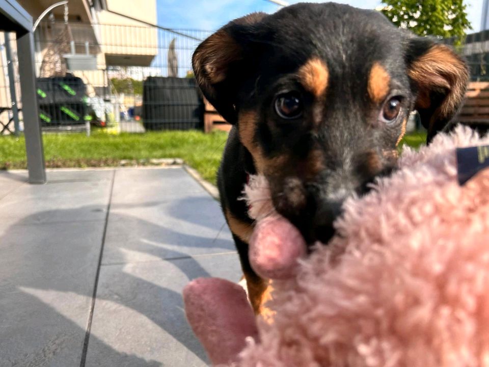 Welpenmädchen Juna sucht ihr Zuhause ❤️ in Teltow