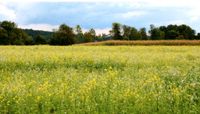 Felder mit Gründüngung Bayern - Schnaittenbach Vorschau