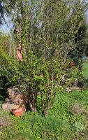 Schöner Pflaumenbaum zu verkaufen Nordrhein-Westfalen - Elsdorf Vorschau