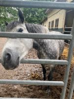 Rb auf kleinpferd Stute Thüringen - Dachwig Vorschau