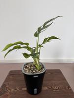 Rhaphidophora tetrasperma aurea (Monstera Minima) Bayern - Altusried Vorschau