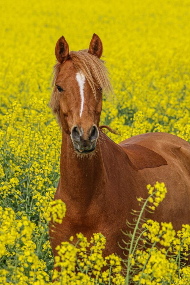 Deutsches Reitpony Herzenspony Dressurpony von Dating AT in Iserlohn