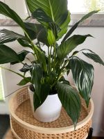 Blattfahne Spathiphyllum Zimmerpflanze einblatt monstera Blüte Bayern - Hilpoltstein Vorschau