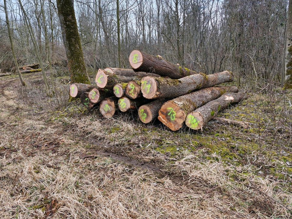 Stamm Brennholz Esche in Kirchdorf an der Iller