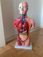 Anatomie Modell innere Organe Frankfurt am Main - Bornheim Vorschau