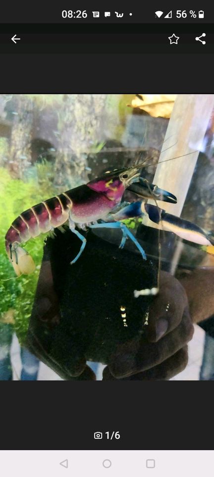 Blau/Rosa Krebs - Cherax Pulcher in Delbrück