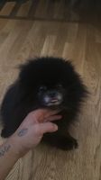 Pomeranian Zwergspitz Rüde sucht neues Zuhause Duisburg - Duisburg-Mitte Vorschau