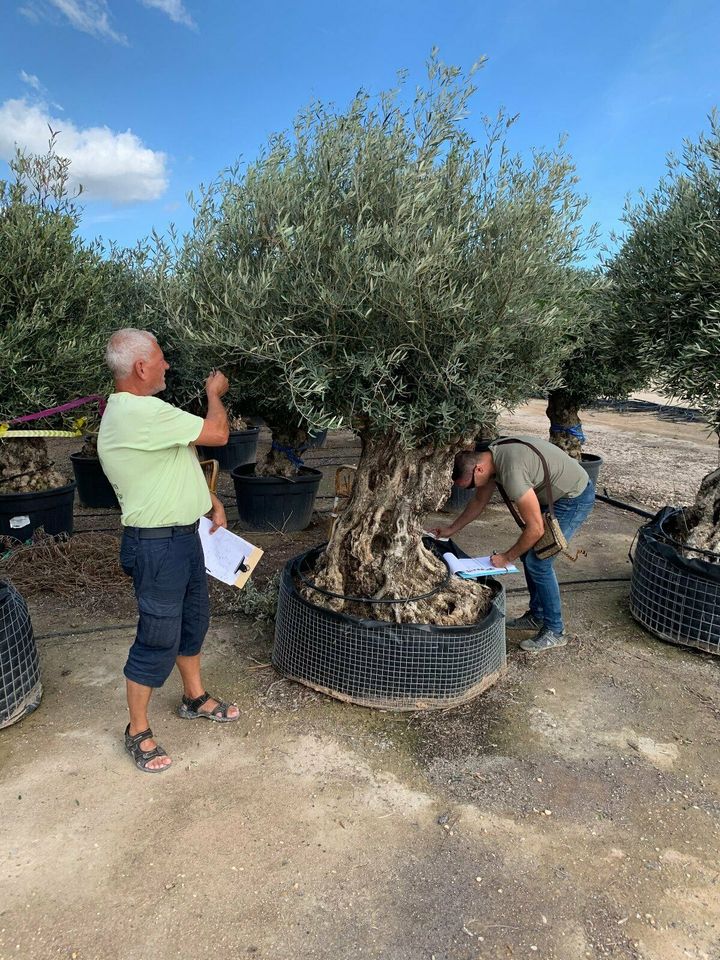 Olea Europaea hojiblanca(Olivenbaum)Bonsai 160/180cm Stammumfang in Recklinghausen