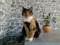 Katze "Dicke" (Kiwi) vermisst seit 20.03. 2020 Sachsen - Crinitzberg Vorschau