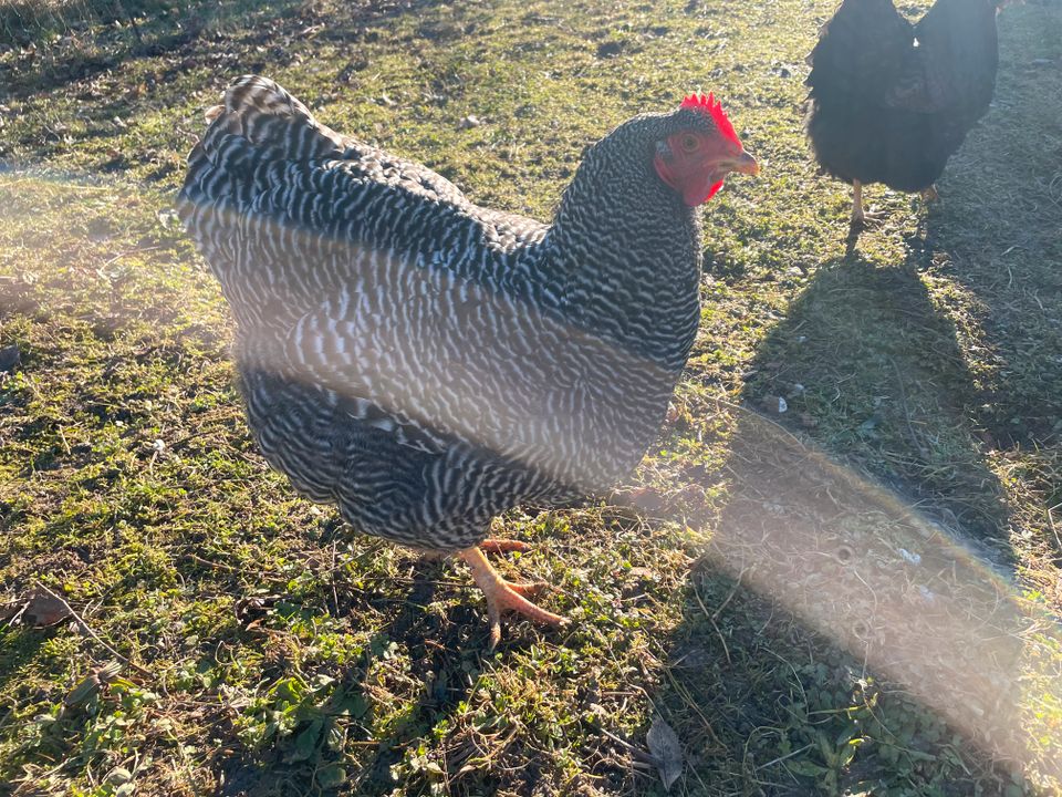 (Keine) Bruteier große Plymouth Rock Hühner gestreift in Mühlhausen im Täle