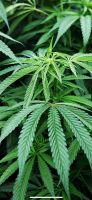 GROW Cannabis Hanf Torferde Humus Nordrhein-Westfalen - Porta Westfalica Vorschau