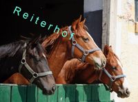 Ihr Traum vom Reiterhof kann Wirklichkeit werden Niedersachsen - Verden Vorschau