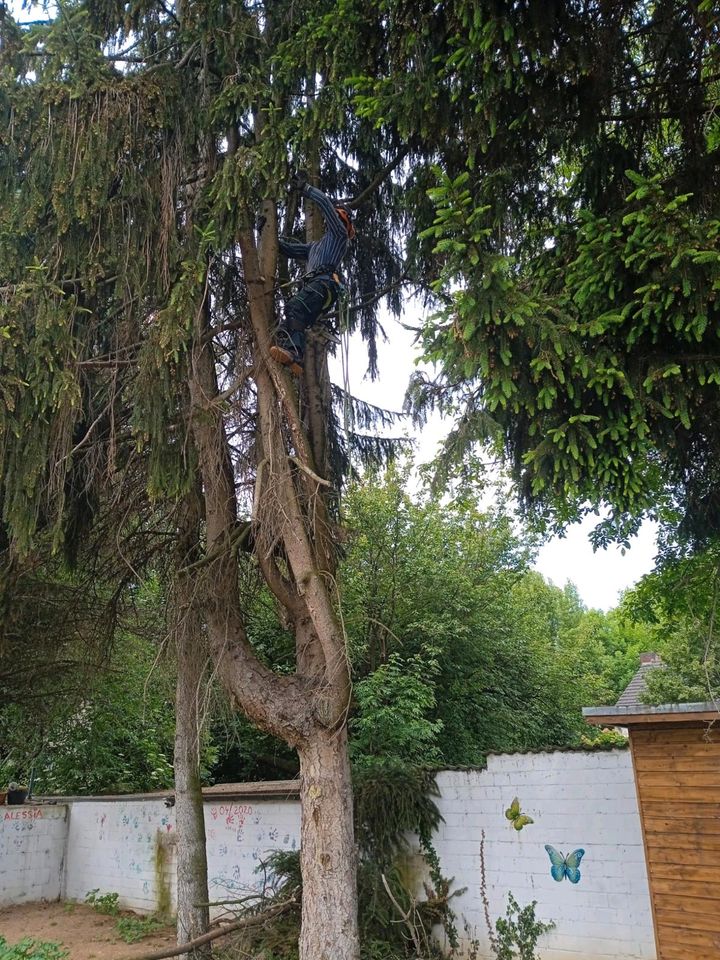 Baum fällen,schneiden, kürzen,baumschnitt in Wesseling