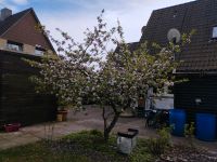 Apfelbaum zu verkaufen Kreis Pinneberg - Elmshorn Vorschau
