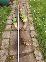 Yucca, zweistämmig 95 cm , Freilandpflanze winterhart bis ca -30° Rheinland-Pfalz - Traben-Trarbach Vorschau