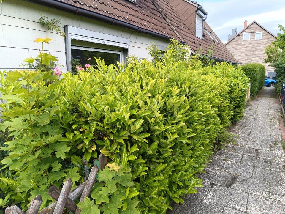 Kirschlorbeer zu verschenken in Niedersachsen Braunschweig Zu