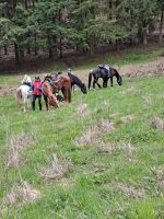 Reitbeteiligung Nordrhein-Westfalen - Schwelm Vorschau