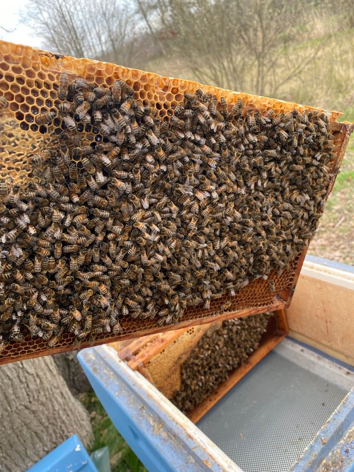 Ableger Carnica Bienen Königinnen in Bersenbrück