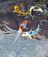 wunderschöne Tosai Koi aus unserer Aufzucht auch Butterfly Rheinland-Pfalz - Zweibrücken Vorschau