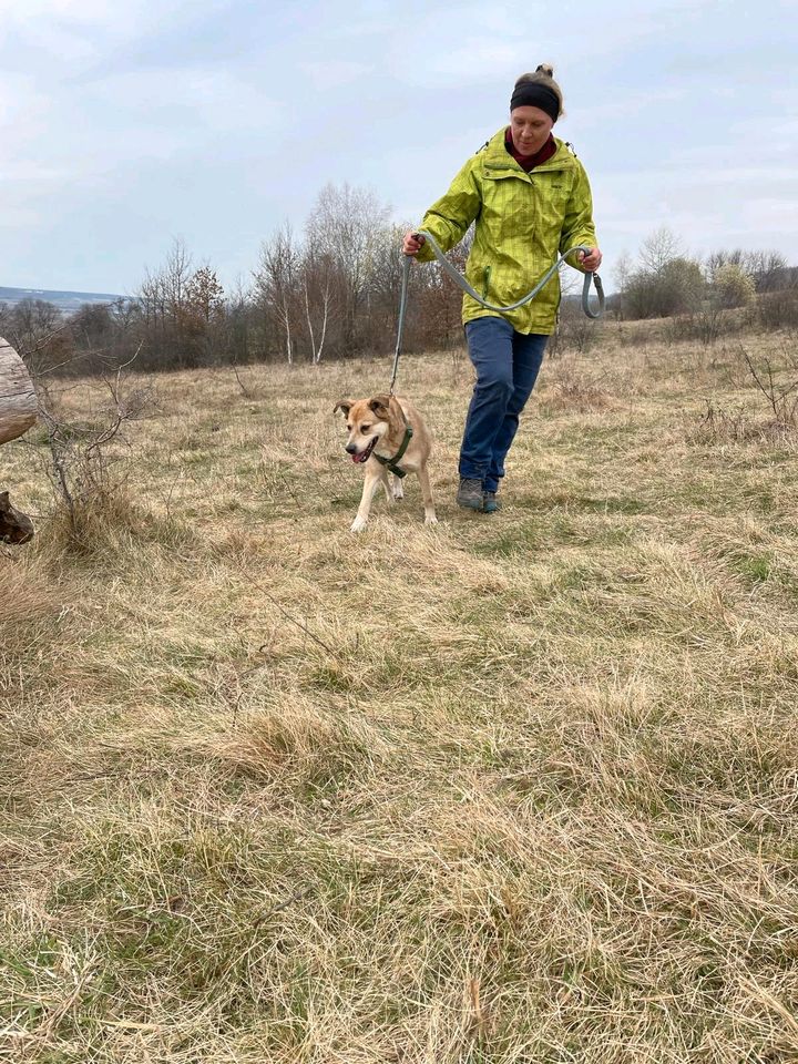 Familienhund Axel, ca. 6-7 Jahre, 55cm in Regenstauf