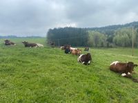 Grünland Wiese Beweidung Bio Bayern - Schwabhausen Vorschau