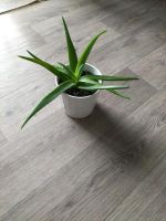 Aloe Vera Pflanze Heilpflanze zu verkaufen Hessen - Kassel Vorschau