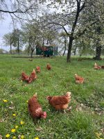 Eier aus Freilandhaltung Nordrhein-Westfalen - Laer Vorschau