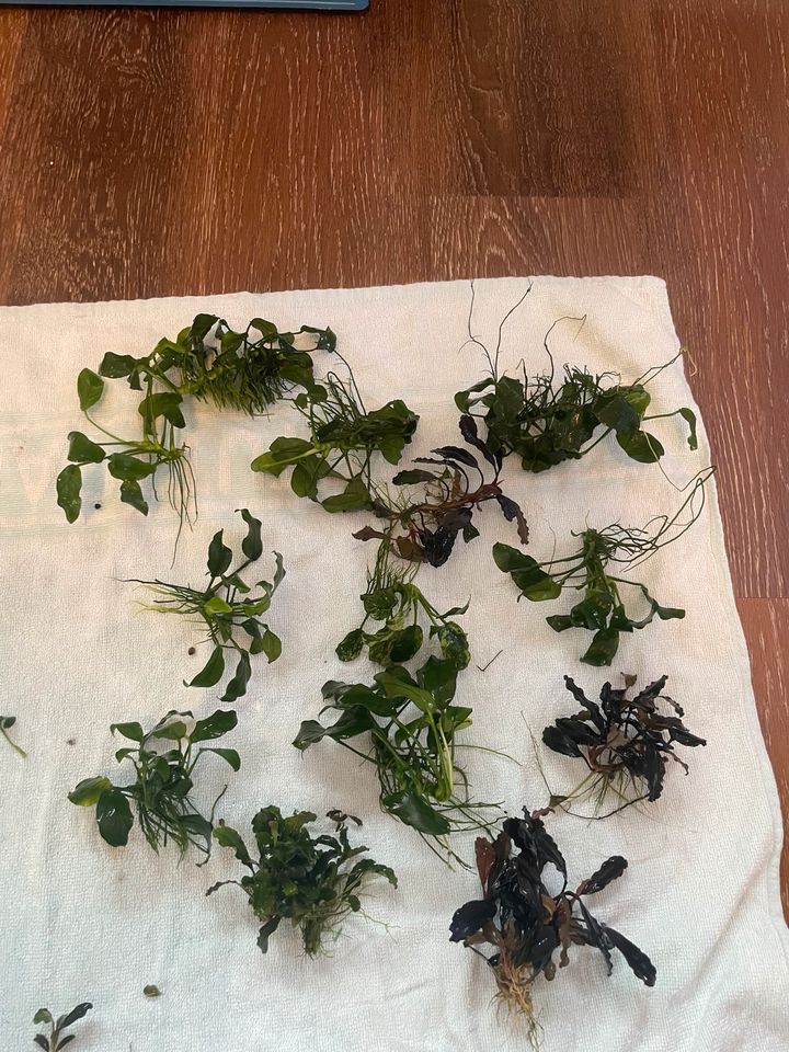 Bucephalandra und Anubias Aquariumpflanzen zu verkaufen in Quickborn