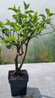 Bonsai,  Erlenbaum , Alnus cordata  im 2 Liter Topf Nordrhein-Westfalen - Solingen Vorschau