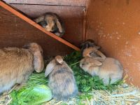 Zwergwidder Kaninchen Babys Hessen - Riedstadt Vorschau