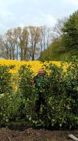 #Heckenpflanzen#Garten#Rollrasen#Rasensaat Schleswig-Holstein - Großhansdorf Vorschau