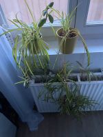 Zwei Pflanzen plants Zimmer hängepflanzen Blumen Pankow - Weissensee Vorschau