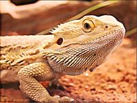 Bartagame Tierportrait ihr Foto als Gemälde a.Leinwand mit Rahmen Niedersachsen - Nienburg (Weser) Vorschau