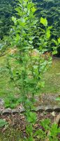 Hibiskus, Hibiskusbaum Duisburg - Meiderich/Beeck Vorschau