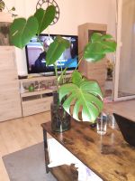 Monstera in Wasserkultur Nordrhein-Westfalen - Paderborn Vorschau