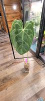 Anthurium Magnificum x Forgetii Ableger XL Hessen - Ober-Ramstadt Vorschau